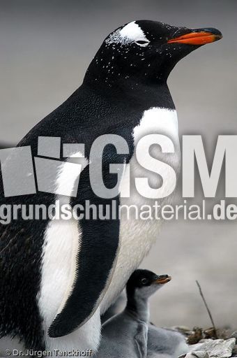 Eselspinguin (72 von 97).jpg